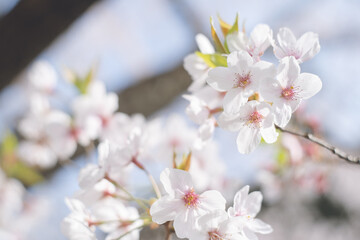 ソメイヨシノの桜の花が満開 春のお花見スポット 日本九州福岡県久留米市