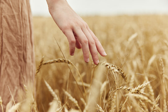 Image of spikelets in hands rye farm nature endless field