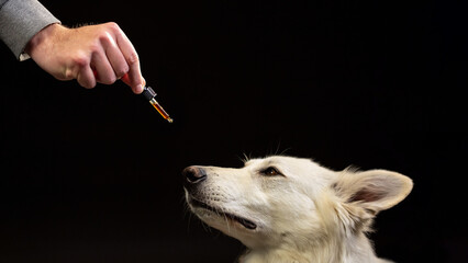 Dog licking a dropper with CBD oil. Hemp oil deliver plenty of medicinal benefits for pets.