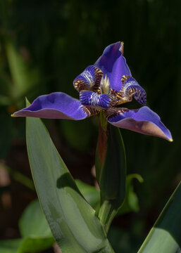 Closeup view of bright purple blue walking iris neomarica caerulea flower blooming outdoors on natural dark background