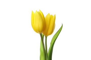 Yellow tulip flowers isolated on white background