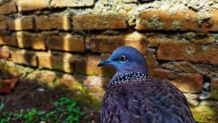 The beautiful Streptopelia chinensis tigrina in the garden