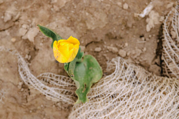 einzelne gelbe tulpe wächst auf dem feld