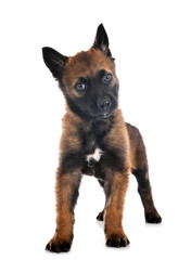 puppy malinois in studio