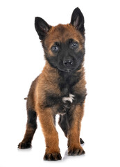 puppy malinois in studio