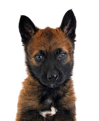 puppy malinois in studio