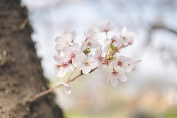 ソメイヨシノの桜の花が満開 春のお花見スポット 日本九州福岡県久留米市