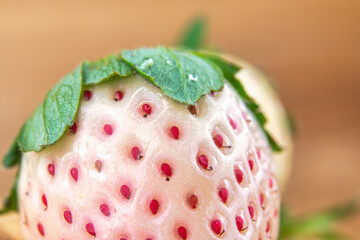 Macro of a fresh pine berry fruit