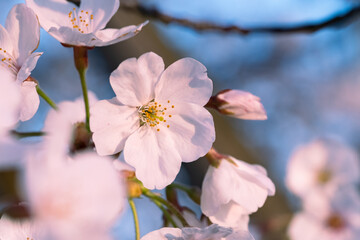 青空を背景にピンク色の桜の花のアップ