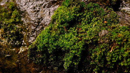 Green moss grown up cover the  stones in the forest, rocks full with moss.