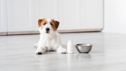 Cute jack russel dog laying by bowl and supplements - obrazy, fototapety, plakaty