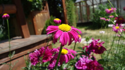 daisies with lilac petals and a yellow center