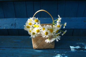 Basket with white daisies on a blue background