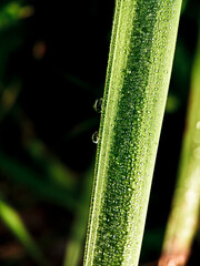 amazing view of dew on grass close up in the morning