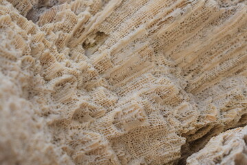 fossils  sea leftovers, 