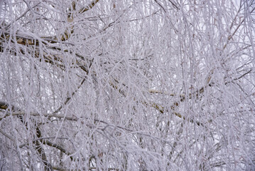 winter background: trees covered with white fluffy snow. A pattern of frosted branches.