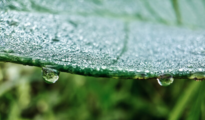 amazing view of dew on grass close up in the morning