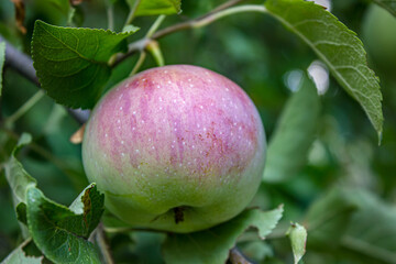 Green and red Apple on the tree branch grows in the garden.