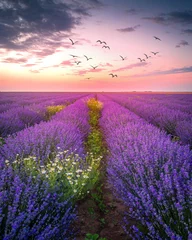 Foto op Plexiglas Pruim Lavendelvelden tijdens zonsondergang