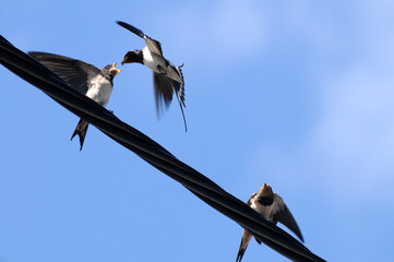 F&uuml;tterung von Jungschwalben