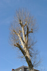 Branches and Trunk of Leafless Tree against Blue Sky 