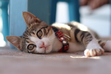Cute young cat on Crete, Greece