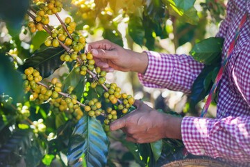 Close up of,Farmers are collecting Arabica coffee beans that are ripe on the plant,red berry branch, industry agriculture on tree in North of thailand