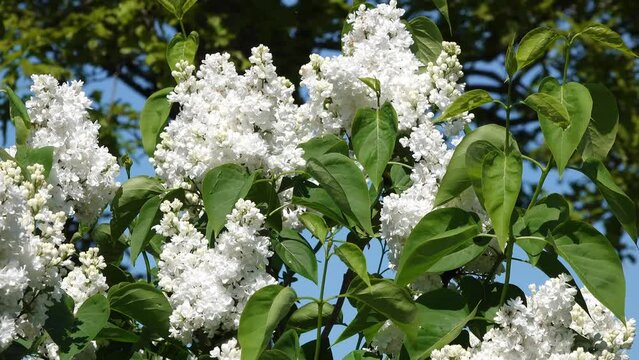 white common lilac flowering in the garden in springtime.