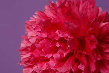 Fragment of  bright pink peony flower isolated on purple background.
