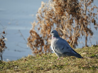 stock dove (Columba oenas) stood beside lake in  British countryside during winter