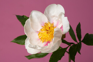 Elegant white simple shape peony flower with pink strokes on petals isolated on pink background.