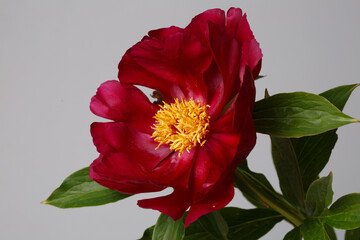 Beautiful red peony with yellow center isolated on gray background.