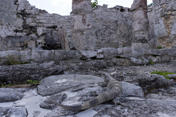 Tropical iguana background in the Mayan ruins of Tulum, which is located in the state of Yucatan (Mexico), bordering the beautiful turquoise Caribbean Sea and the beautiful blue sky.