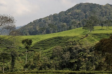 Fototapeta na wymiar Beautiful Green Tea Plantation Landscape in Indonesia