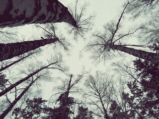 look at the crowns of trees against the background of the sky
