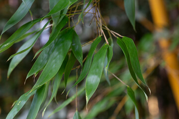 Tropical bamboo forest plant bush growing in wild, green bamboo leaves evergreen plant