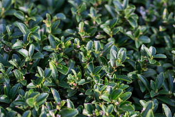 Obraz premium Texture, background of a green, flowering boxwood bush with round leaves close-up. Garden plant Buxus