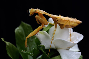 A yellow praying mantis is looking for prey in a gardenia flower on a black background. This insect has the scientific name Hierodula sp. 