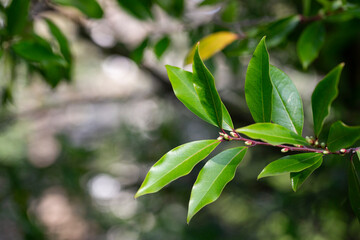 Laurocerasus officinalis - Green leaves in early spring on a sunny day. Natural background of leaves.