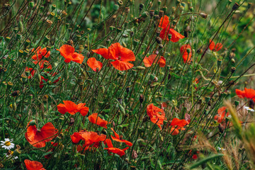 Meadow with wildflowers and herbs - red poppies and green grass. Summer field.