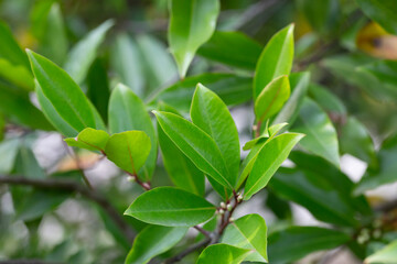 Laurocerasus officinalis - Green leaves in early spring on a sunny day. Natural background of leaves.