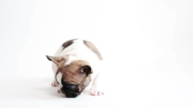  French bulldog puppy sits on a white background
