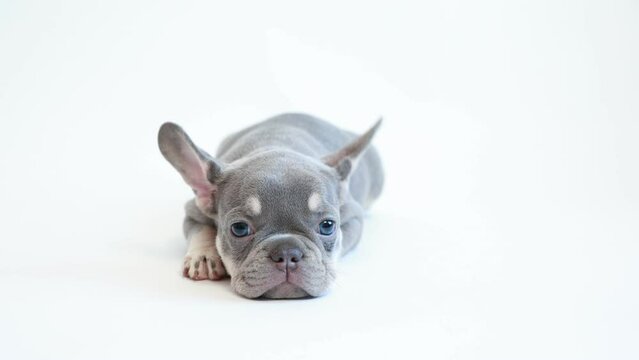 cute French bulldog puppy  lies on a white background
