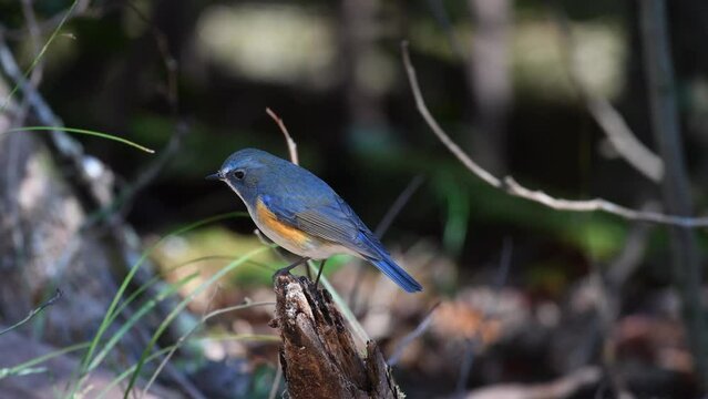 A blue and beautiful lapis lazuli wild bird