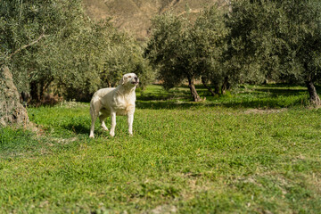 Fototapeta premium Perro en el campo en uan ruta verde de andalucia