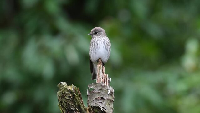 A wild bird with a beautiful belly pattern