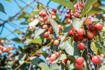 Bunch of ripe cherries in orchard - close-up photograph