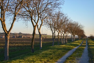 trees along a dirt road in tuscan agricultural land on a sunny winter day