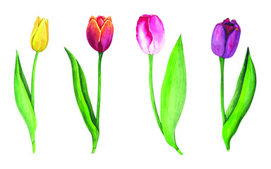 Vector watercolor set of tulips.