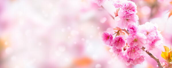 closeup of a beautiful flowering cherry tree branch on abstract blurred background in sunhine idyll, floral springtime background concept with copy space